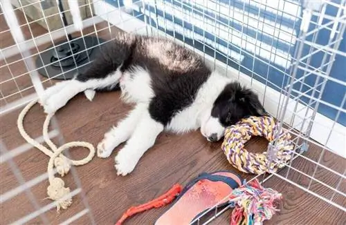 anak anjing border collie di dalam peti