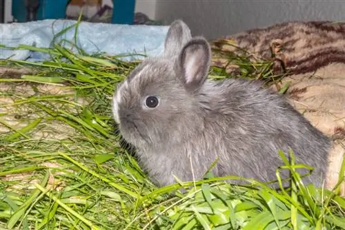 Domácí bílé a šedé dítě Jersey Wooly králík jíst