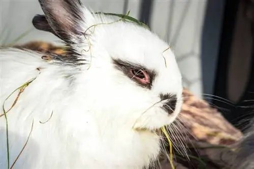 witte baby Jersey Wooly konijn aan het eten