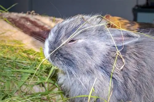 bebé gris Jersey Wooly conejo comiendo