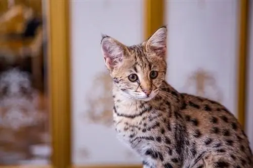 savannah cat na nakatingin sa isang bagay