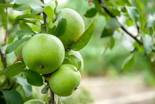 pomes verdes en una branca a punt per ser collides