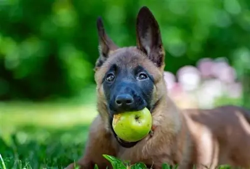 ağzında yeşil elma olan köpek yavrusu