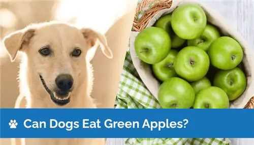 ¿Pueden los perros comer manzanas verdes? Datos nutricionales revisados por veterinarios & Preguntas frecuentes