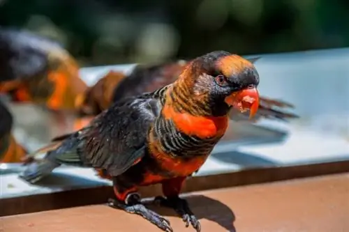 Dusky lorikeet egy nyájban