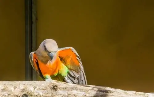 লাল পেটের তোতা