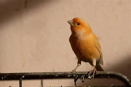 7 Rosso & Specie di uccelli domestici arancioni che puoi portare a casa (con immagini)