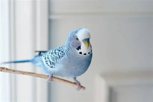 Цэнхэр Budgerigar