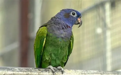 blue-headed parrot, na kilala rin bilang blue-headed pionus