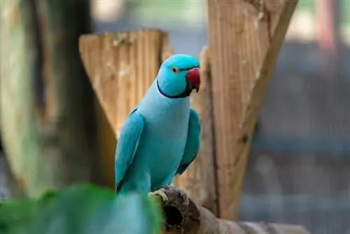 Blue Indian Ringneck Parakeet