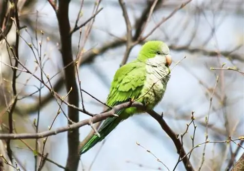 Quaker Parrot