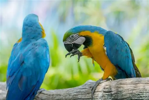 10 ocells blaus per a mascotes & Espècies de lloros que pots portar a casa (amb imatges)