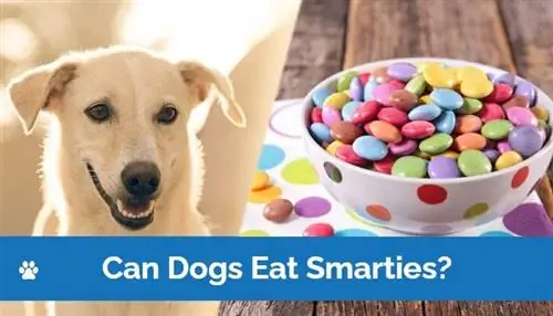 Vai suņi var ēst smarties? Pārsteidzošā atbilde