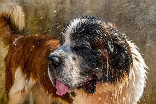 cão de são bernardo tomando banho