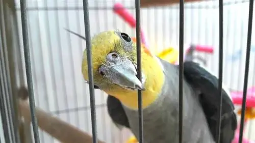 cockatiel menggigit sangkarnya