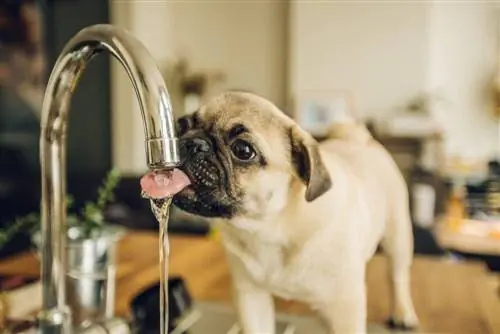 Wat kan honde behalwe water drink? 8 Heerlike Opsies