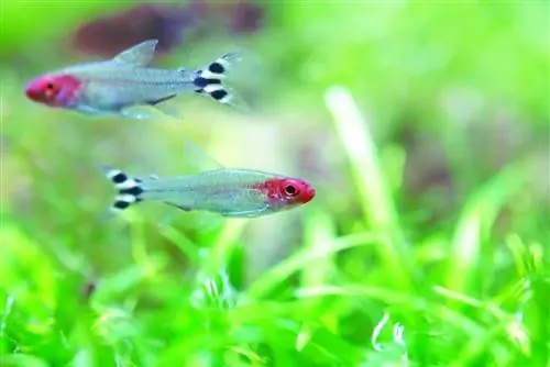 twee rummy neus tetras