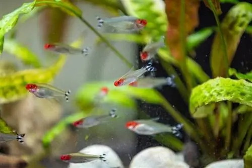 skola-of-rummy-nose-tetras