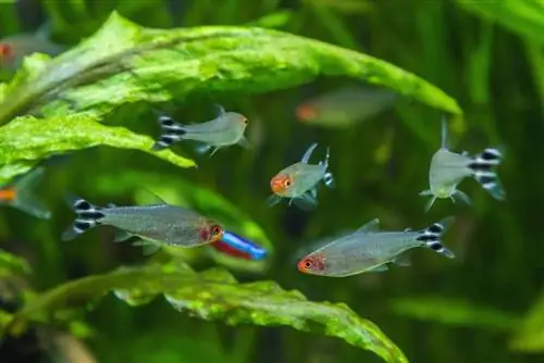 Rummy Nose Tetras tvertnē