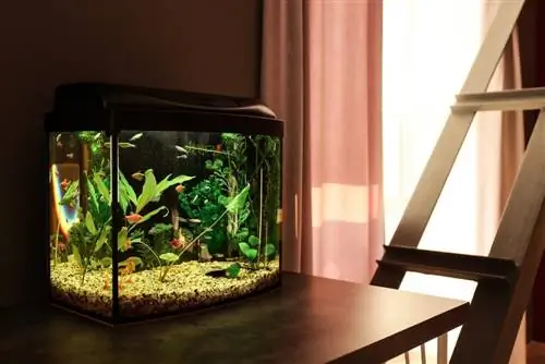 aquarium propre