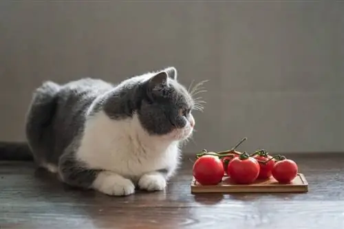 Gato shorthair britânico e tomates