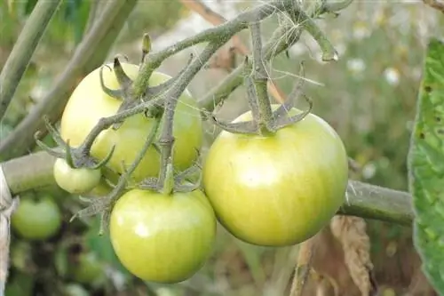 tomates verdes