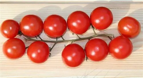 Gato pode comer tomate? Fatos & Dicas de segurança