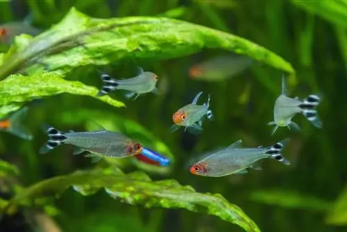 Rummy Nose Tetras տանկի մեջ