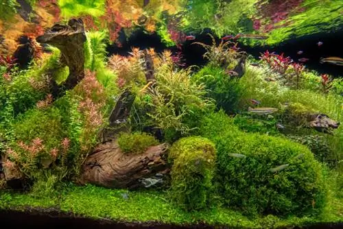 driftwood və rəngarəng balıq ilə böyük əkilmiş akvarium