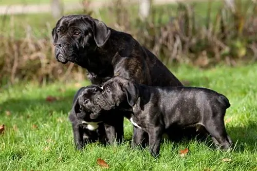 chiens cane corso sur l'herbe