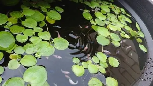 fish pond na may mga dahon ng palaka