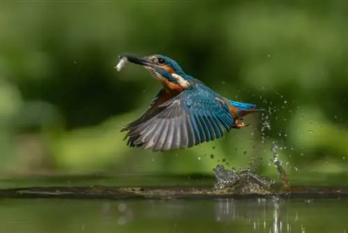 Vogels uit de buurt van visvijvers houden (7 eenvoudige methoden)