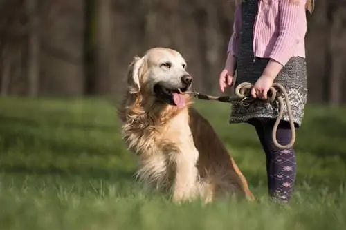 golden retriever med et barn