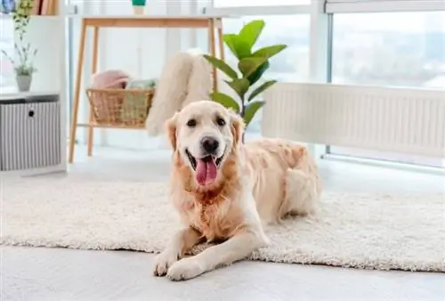 Golden retriever berbaring di atas lantai ringan