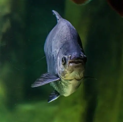 piranha