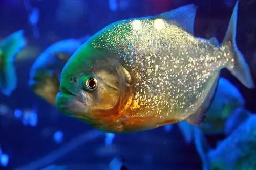 Come prendersi cura di un pesce piranha: condizioni dell'acqua & Allestimento dell'acquario