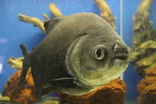 piranha tank belsejében