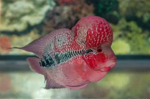 Singolo pesce ciclide flowerhorn con gobba nucale in un acquario