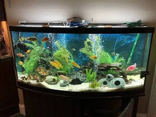 የ aquarium ዓሳ ማጠራቀሚያ