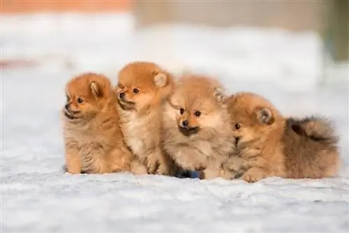 cuccioli di Pomerania