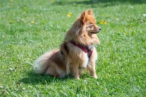 chó pomeranian nhìn từ bên ngoài