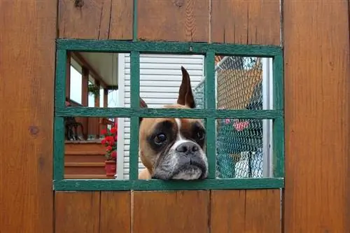 chien boxer derrière la porte