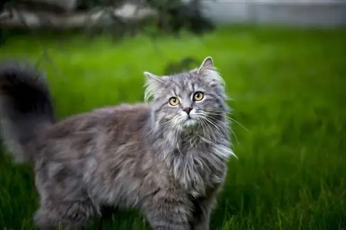 blou maine coon