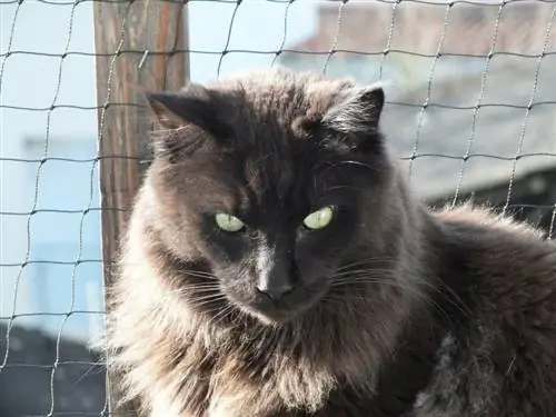 Maine Coon azul de perto