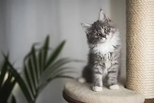 tabby maine coon kattunge