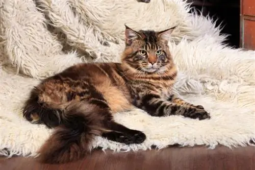 Tabby Maine Coon: Fakta, oprindelse & Historie (med billeder)