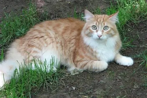 pisică Maine Coon tabby și albă