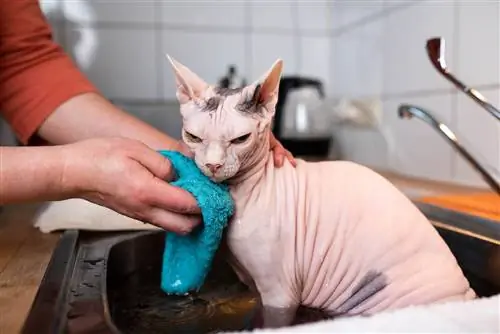 pisica sphynx care face baie