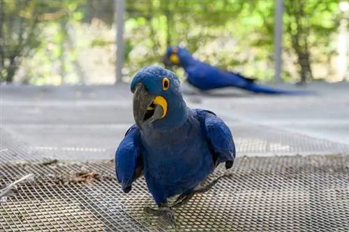 araras azuis em uma gaiola