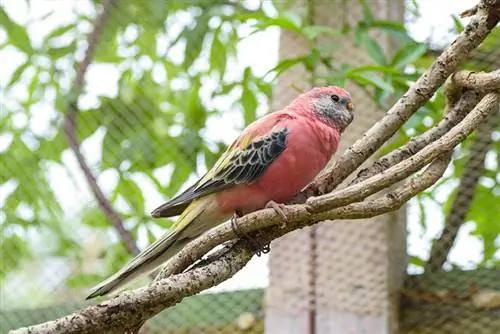 bourke's parakeet qushi daraxt shoxida qo'nish